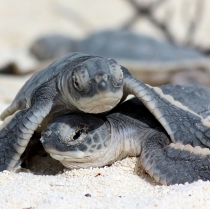Ecological Tourism in Puerto Vallarta