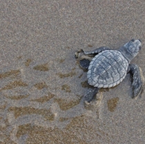 Riviera Nayarit: committed to the protection and conservation of the sea turtle