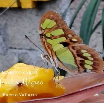 Come and discover the flutters of life in the Butterfly Garden "Magic Garden", in Puerto Vallarta