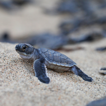 Sea turtles, a protected marine species in the Riviera Nayarit