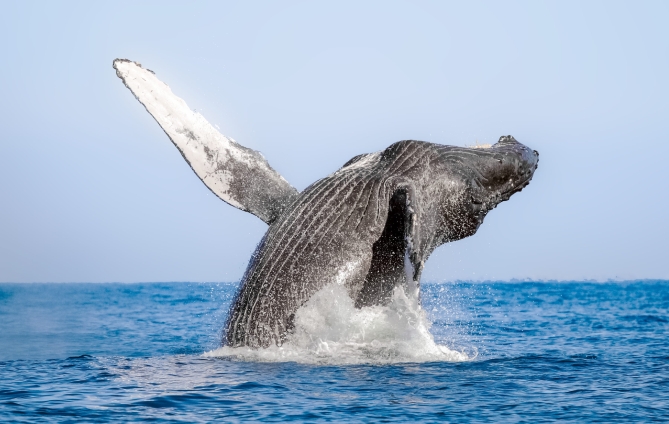 4 essential tips for whale watching in Puerto Vallarta