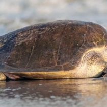 The birth of  more than 150,000 sea turtles is expected to occur in Puerto Vallarta.