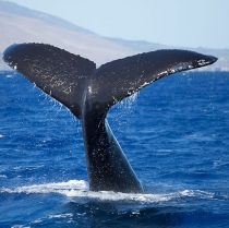 Whale Season Has Arrived Once Again in Puerto Vallarta