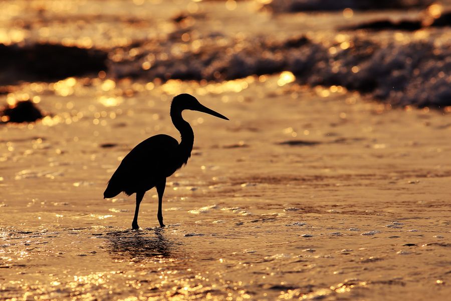 birdwatching-in-puerto-vallarta-adeprotur