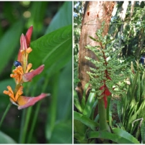 The Jungle Garden: An orchid paradise in the Riviera Nayarit