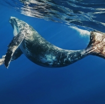 The Riviera Nayarit, where the whales sing and fall in love
