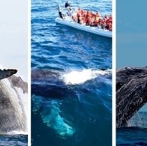 Whale Watching Tour, an amazing experience in Riviera Nayarit
