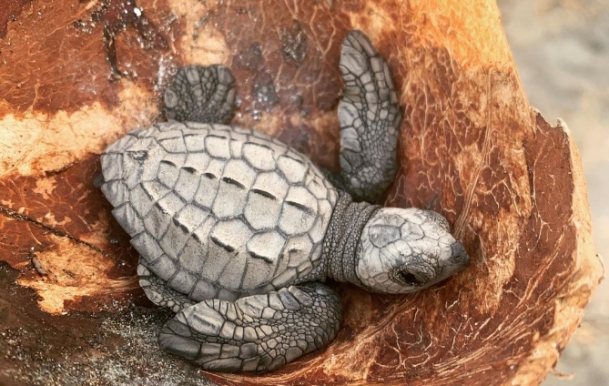 Puerto Vallarta Begins its Most Exciting Season With the Release of Turtles